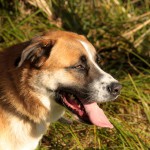 hw500056-150x150 3. Tierheim-Hundewanderung 2013