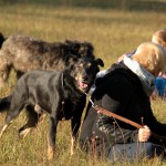 hw500057-150x150 3. Tierheim-Hundewanderung 2013