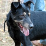 hw500059-150x150 3. Tierheim-Hundewanderung 2013