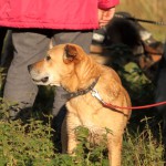 hw500060-150x150 3. Tierheim-Hundewanderung 2013