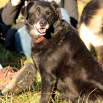 hw500062-150x150 3. Tierheim-Hundewanderung 2013