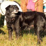 hw500063-150x150 3. Tierheim-Hundewanderung 2013