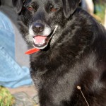 hw500064-150x150 3. Tierheim-Hundewanderung 2013