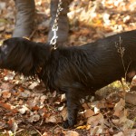 hw500066-150x150 3. Tierheim-Hundewanderung 2013