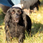 hw500067-150x150 3. Tierheim-Hundewanderung 2013