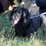 hw500068-150x150 3. Tierheim-Hundewanderung 2013