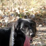 hw500069-150x150 3. Tierheim-Hundewanderung 2013