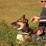 hw500071-150x150 3. Tierheim-Hundewanderung 2013