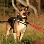 hw500072-150x150 3. Tierheim-Hundewanderung 2013