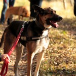 hw500073-150x150 3. Tierheim-Hundewanderung 2013