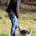 hw500074-150x150 3. Tierheim-Hundewanderung 2013