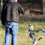 hw500075-150x150 3. Tierheim-Hundewanderung 2013