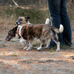 hw500076-150x150 3. Tierheim-Hundewanderung 2013
