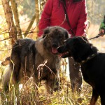 hw500077-150x150 3. Tierheim-Hundewanderung 2013