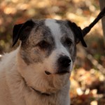 hw500080-150x150 3. Tierheim-Hundewanderung 2013