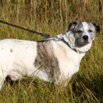 hw500082-150x150 3. Tierheim-Hundewanderung 2013