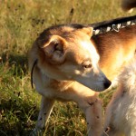 hw500083-150x150 3. Tierheim-Hundewanderung 2013