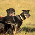 hw500086-150x150 3. Tierheim-Hundewanderung 2013