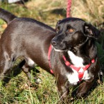 hw500087-150x150 3. Tierheim-Hundewanderung 2013