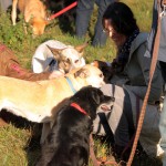 hw500088-150x150 3. Tierheim-Hundewanderung 2013