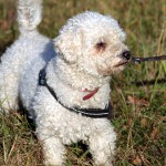 hw500090-150x150 3. Tierheim-Hundewanderung 2013