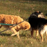 hw500092-150x150 3. Tierheim-Hundewanderung 2013