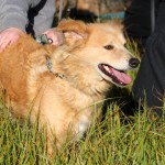 hw500094-150x150 3. Tierheim-Hundewanderung 2013