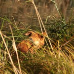 hw500097-150x150 3. Tierheim-Hundewanderung 2013