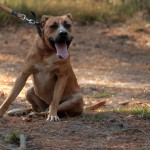 hw500098-150x150 3. Tierheim-Hundewanderung 2013