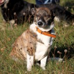 hw500100-150x150 3. Tierheim-Hundewanderung 2013