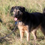 hw500101-150x150 3. Tierheim-Hundewanderung 2013