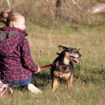 hw500102-150x150 3. Tierheim-Hundewanderung 2013