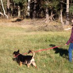 hw500103-150x150 3. Tierheim-Hundewanderung 2013