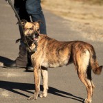 hw500104-150x150 3. Tierheim-Hundewanderung 2013