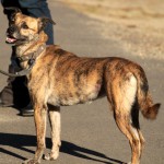 hw500105-150x150 3. Tierheim-Hundewanderung 2013