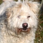 hw500106-150x150 3. Tierheim-Hundewanderung 2013