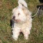 hw500107-150x150 3. Tierheim-Hundewanderung 2013