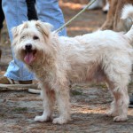 hw500108-150x150 3. Tierheim-Hundewanderung 2013