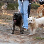 hw500110-150x150 3. Tierheim-Hundewanderung 2013