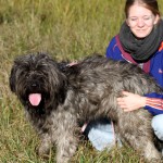 hw500113-150x150 3. Tierheim-Hundewanderung 2013