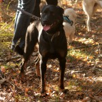 hw500116-150x150 3. Tierheim-Hundewanderung 2013