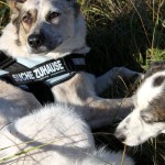 hw500121-150x150 3. Tierheim-Hundewanderung 2013