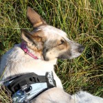 hw500122-150x150 3. Tierheim-Hundewanderung 2013