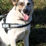 hw500123-150x150 3. Tierheim-Hundewanderung 2013