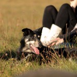 hw500124-150x150 3. Tierheim-Hundewanderung 2013