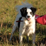 hw500128-150x150 3. Tierheim-Hundewanderung 2013