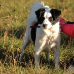 hw500129-150x150 3. Tierheim-Hundewanderung 2013