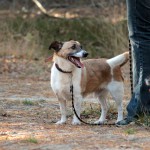 hw500131-150x150 3. Tierheim-Hundewanderung 2013