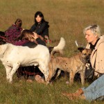 hw500132-150x150 3. Tierheim-Hundewanderung 2013