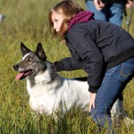hw500133-150x150 3. Tierheim-Hundewanderung 2013